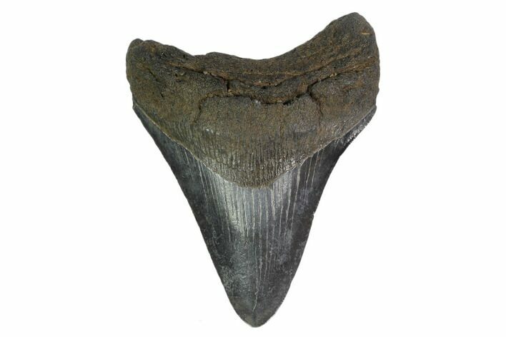 Fossil Megalodon Tooth - South Carolina #130835